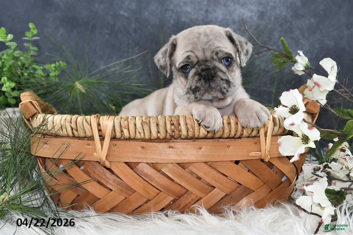 Pug dogs Griffin - Ad 1