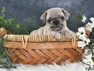 Pug dogs for sale: Griffin - Ad 3