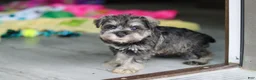 Miniature Schnauzer dogs for sale: Clementine - Ad 6