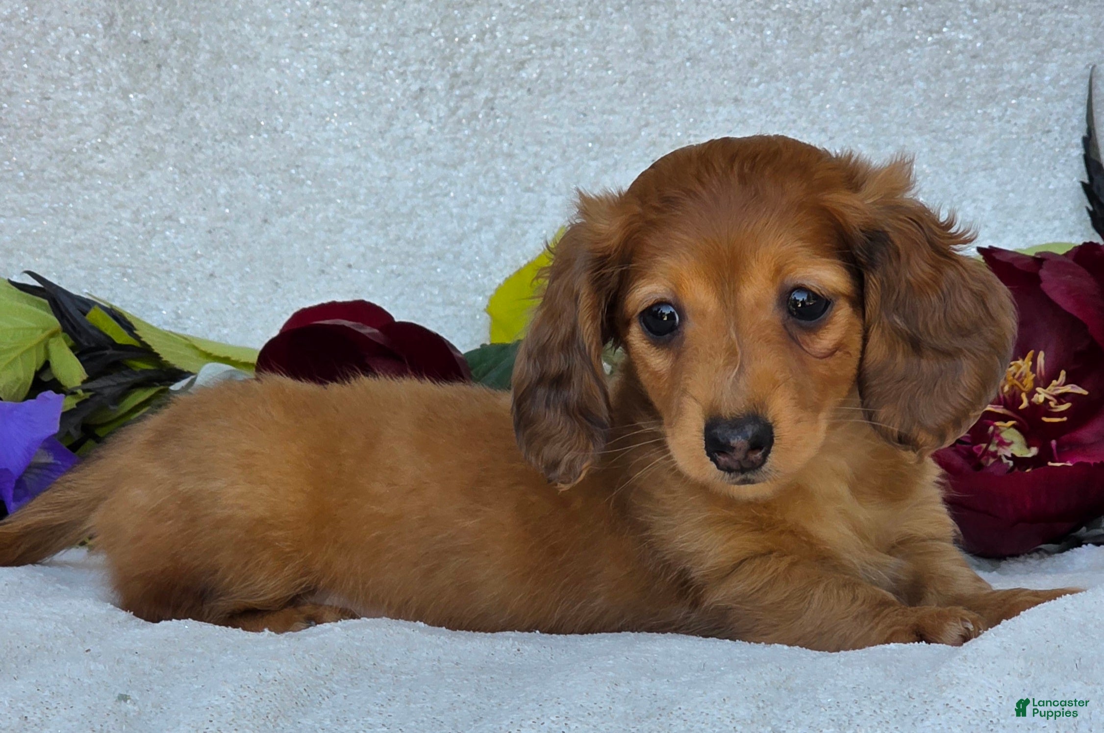 Miniature Dachshund dogs for sale: Lando - Ad 2
