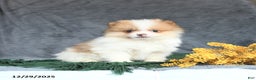 Pomeranian dogs for sale: Echo - Ad 3