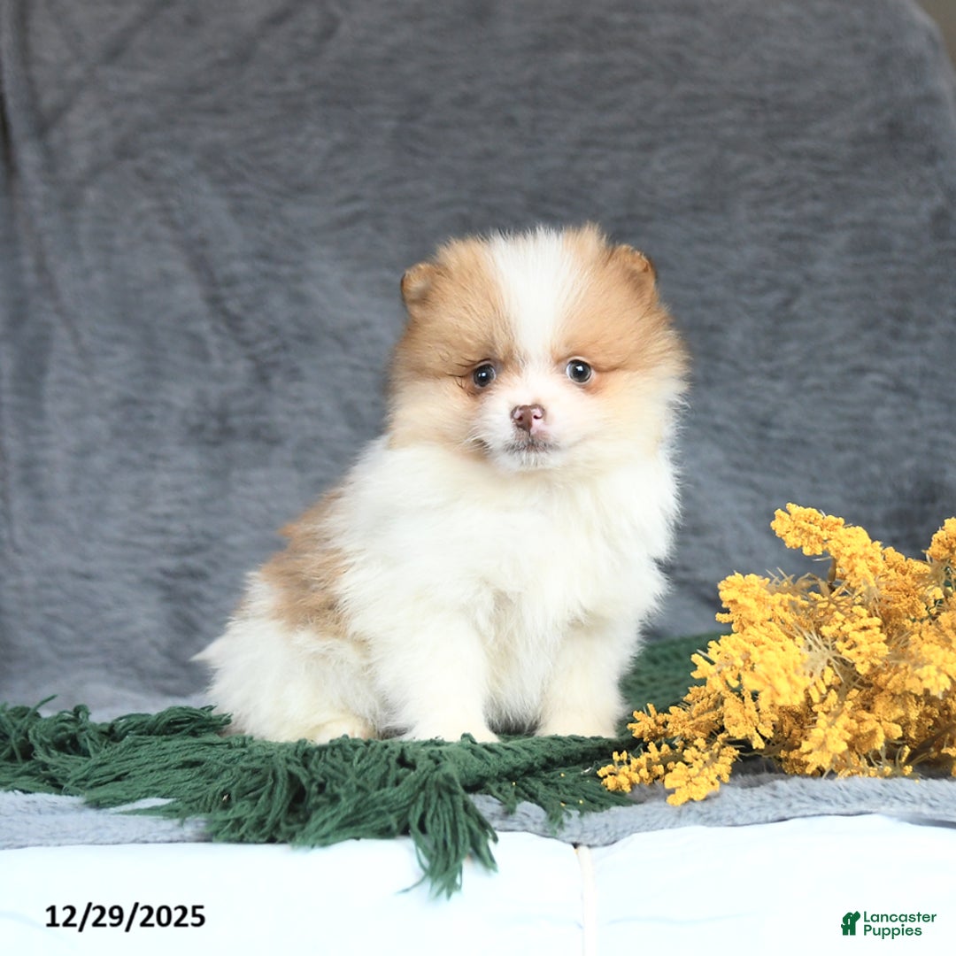 Pomeranian dogs for sale: Echo - Ad 3