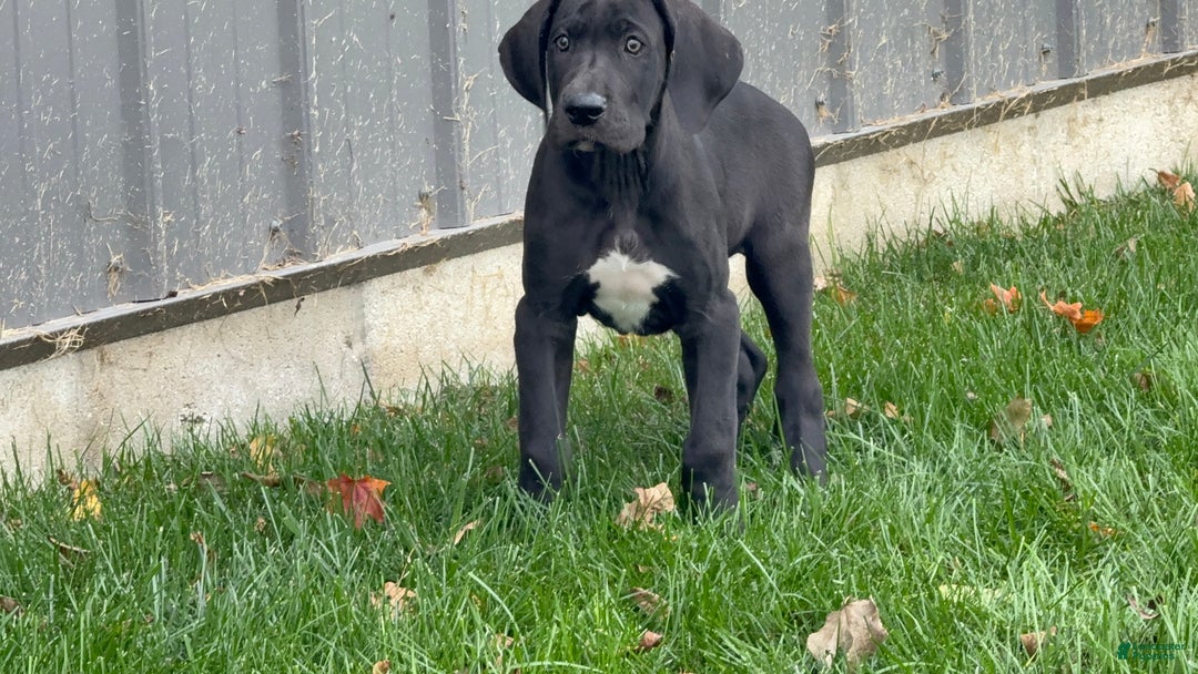 Great Dane dogs for sale: Mike - Ad 4