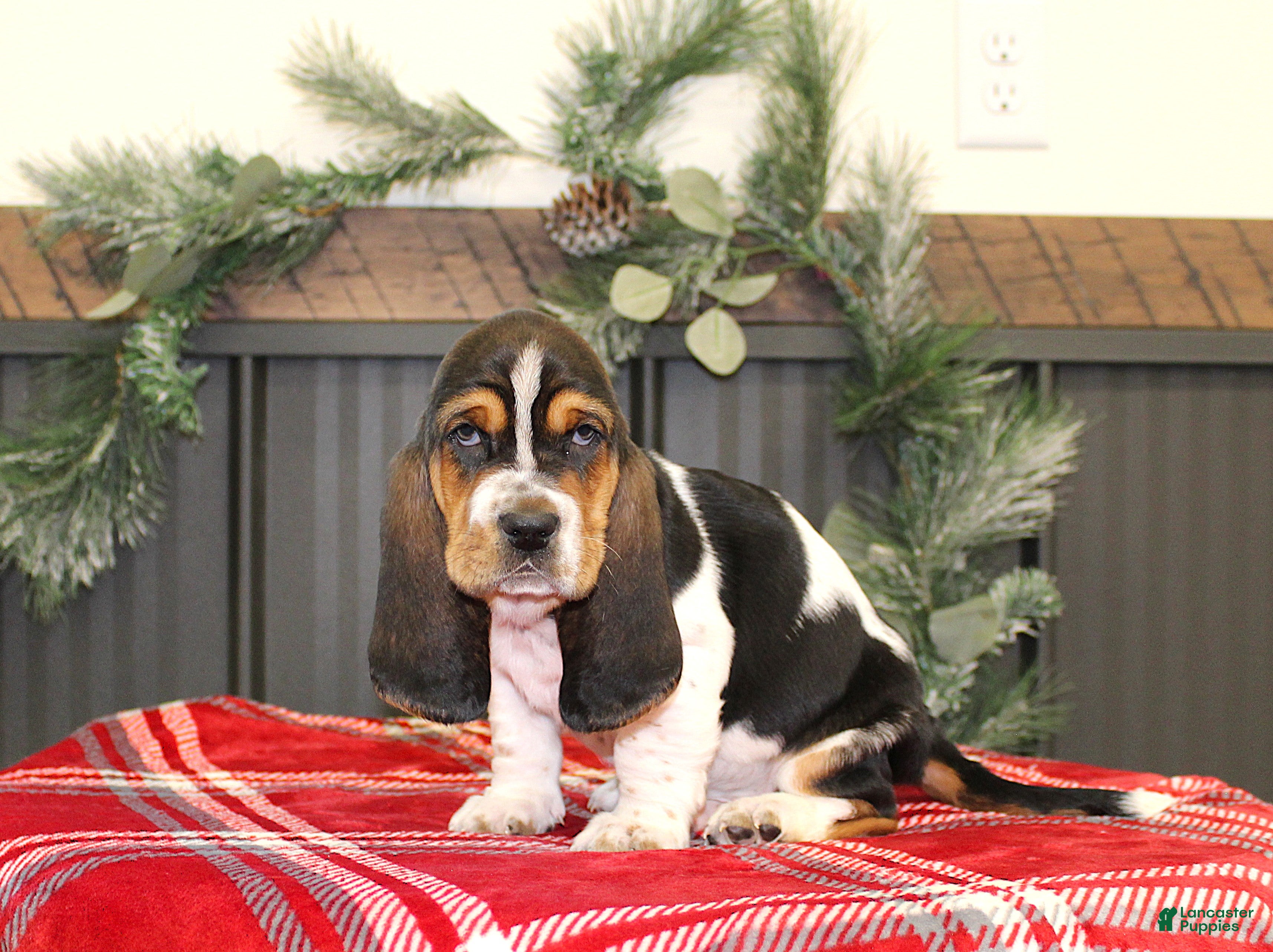 Basset Hound dogs Clifford - Ad 9