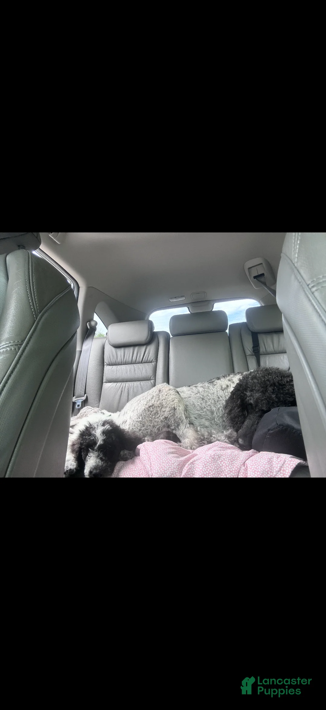 Standard Poodle dogs for sale: Standard Poodle 1 - Ad 2