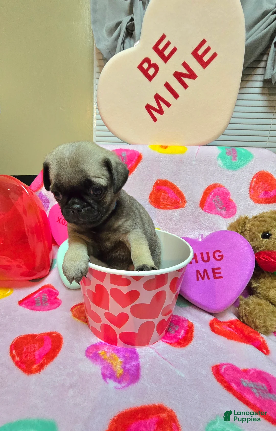 Pug dogs for sale: Bella  - Ad 2
