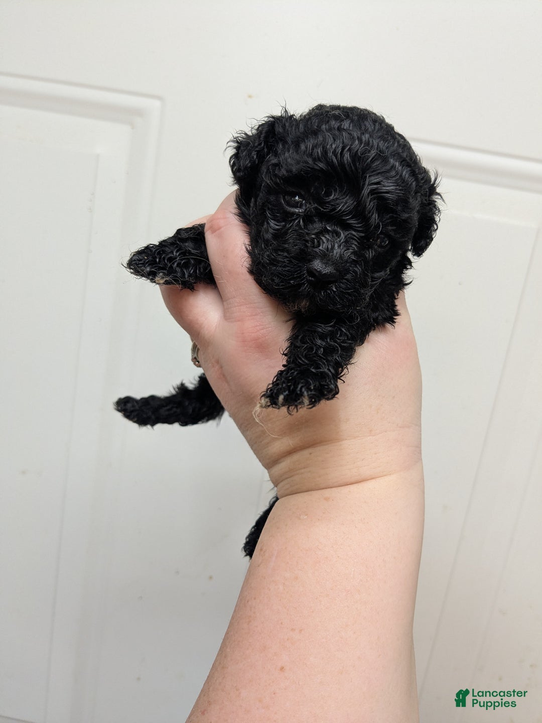 Toy Poodle dogs for sale: Toy Poodle Puppy 1 - Ad 2