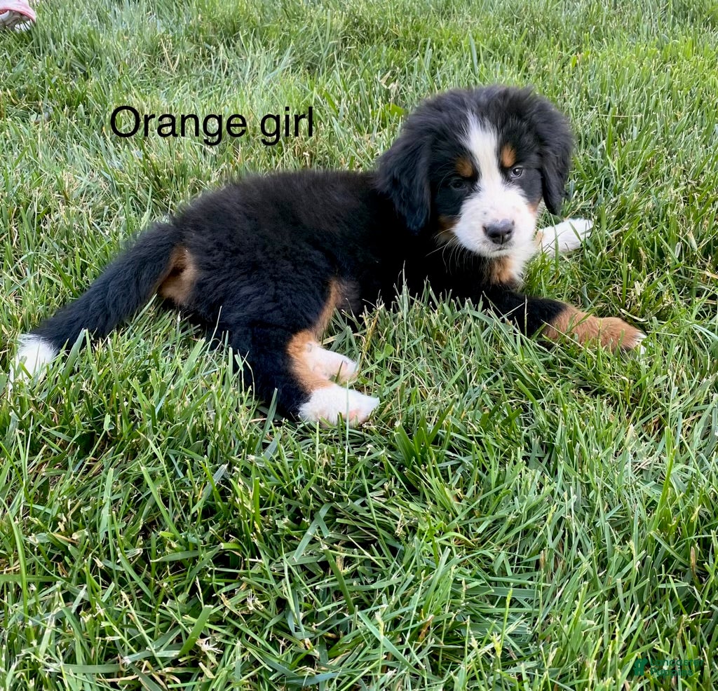 Bernedoodle dogs orange_female - Ad 1