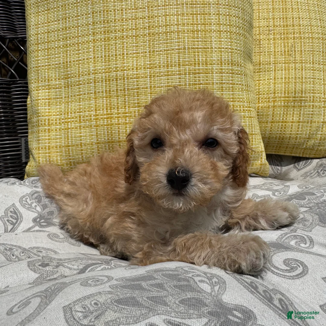 Toy Poodle dogs for sale: 1 Honey - Ad 6