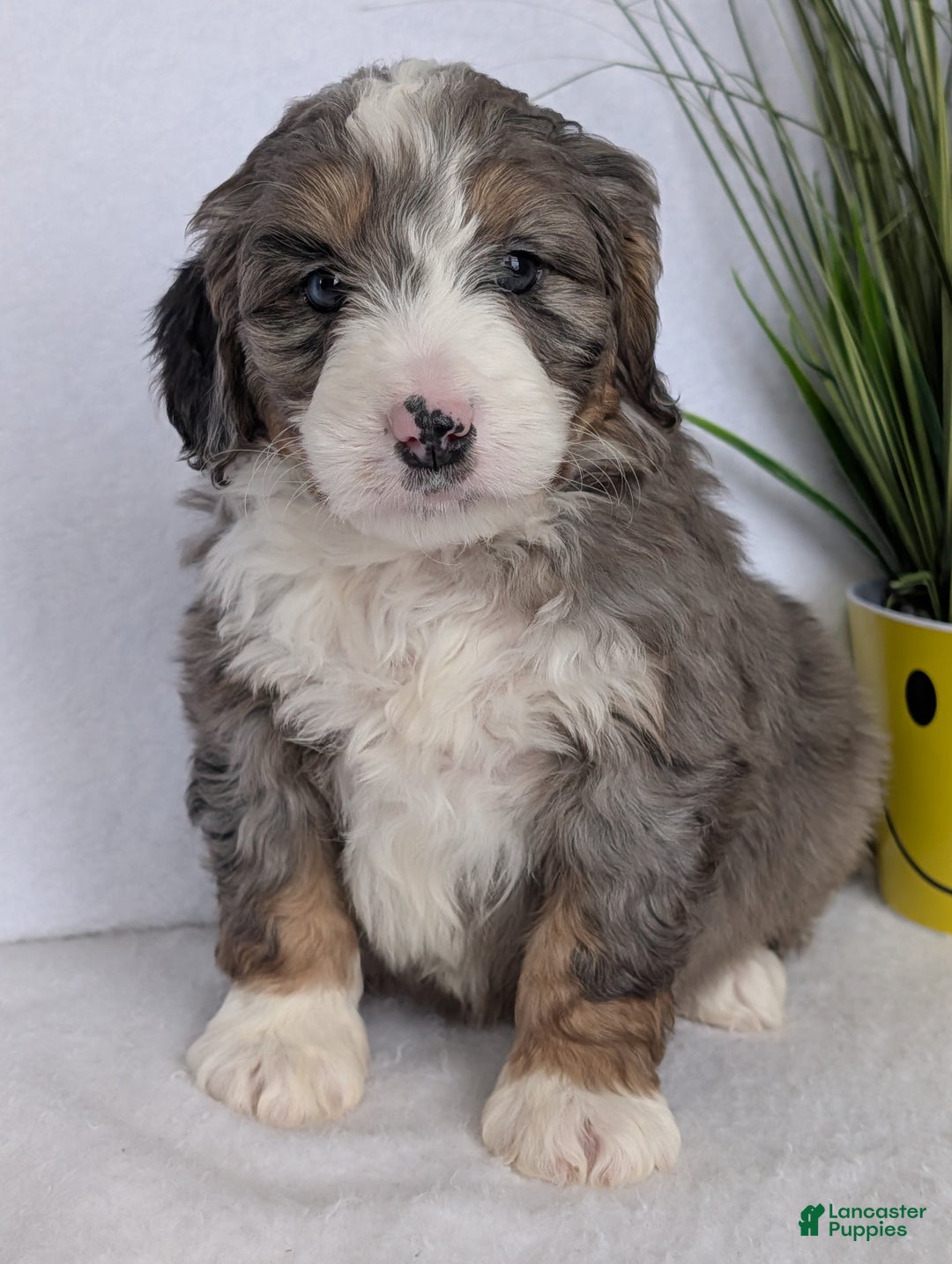 Mini Bernedoodle dogs for sale: Mini Bluey - Ad 4