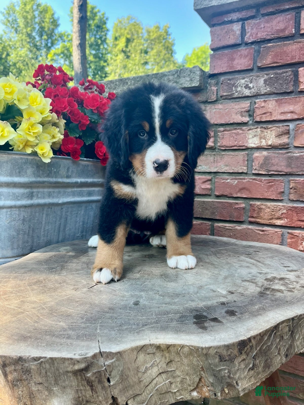 Bernese Mountain Dog dogs Callie - Ad 1