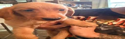 Mixed Breed dogs for sale: Mixed Breed 3 - Ad 5