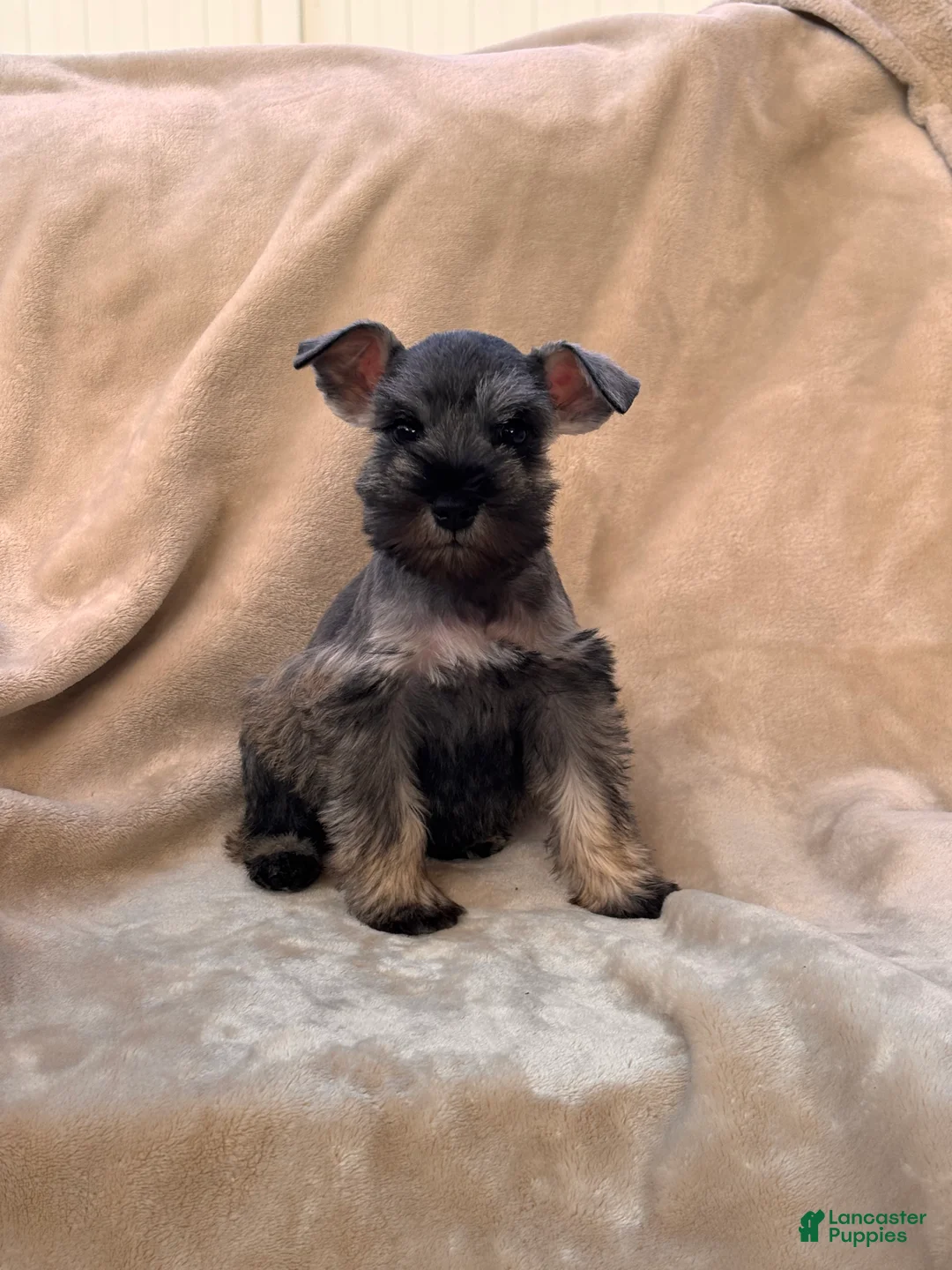 Miniature Schnauzer dogs for sale: Margot - Ad 7