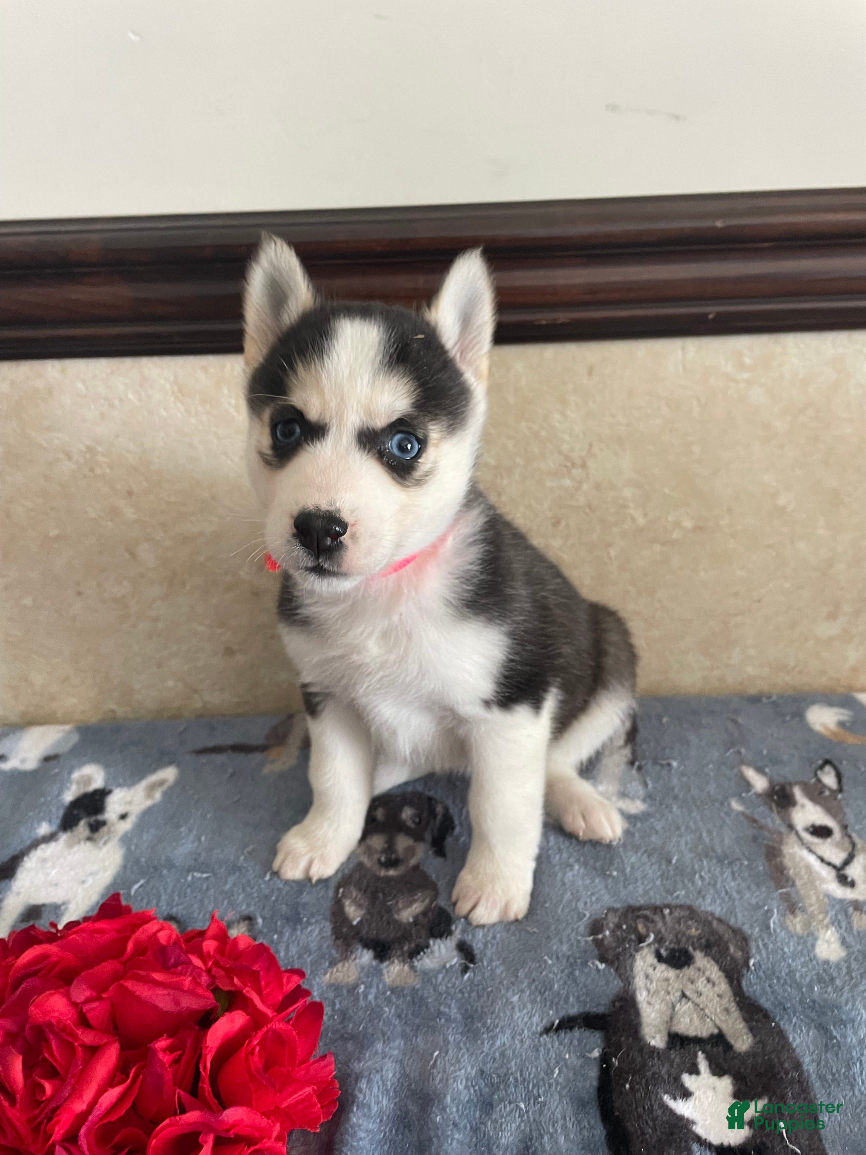 Pomsky dogs Rachel - Ad 28