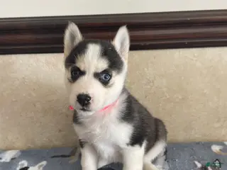 Pomsky dogs Rachel - Ad 28