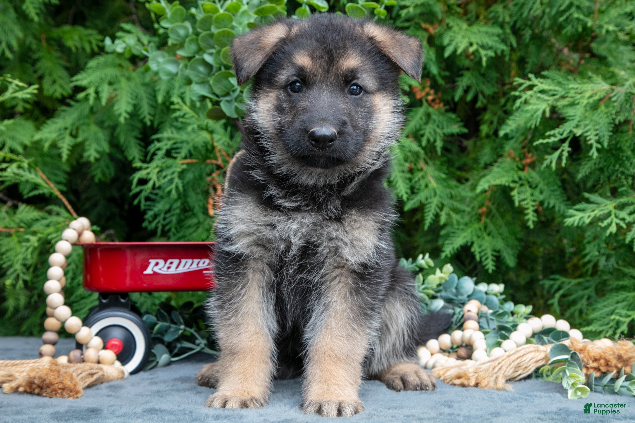 Victor (German Shepherd, Male) in Bremen, IN