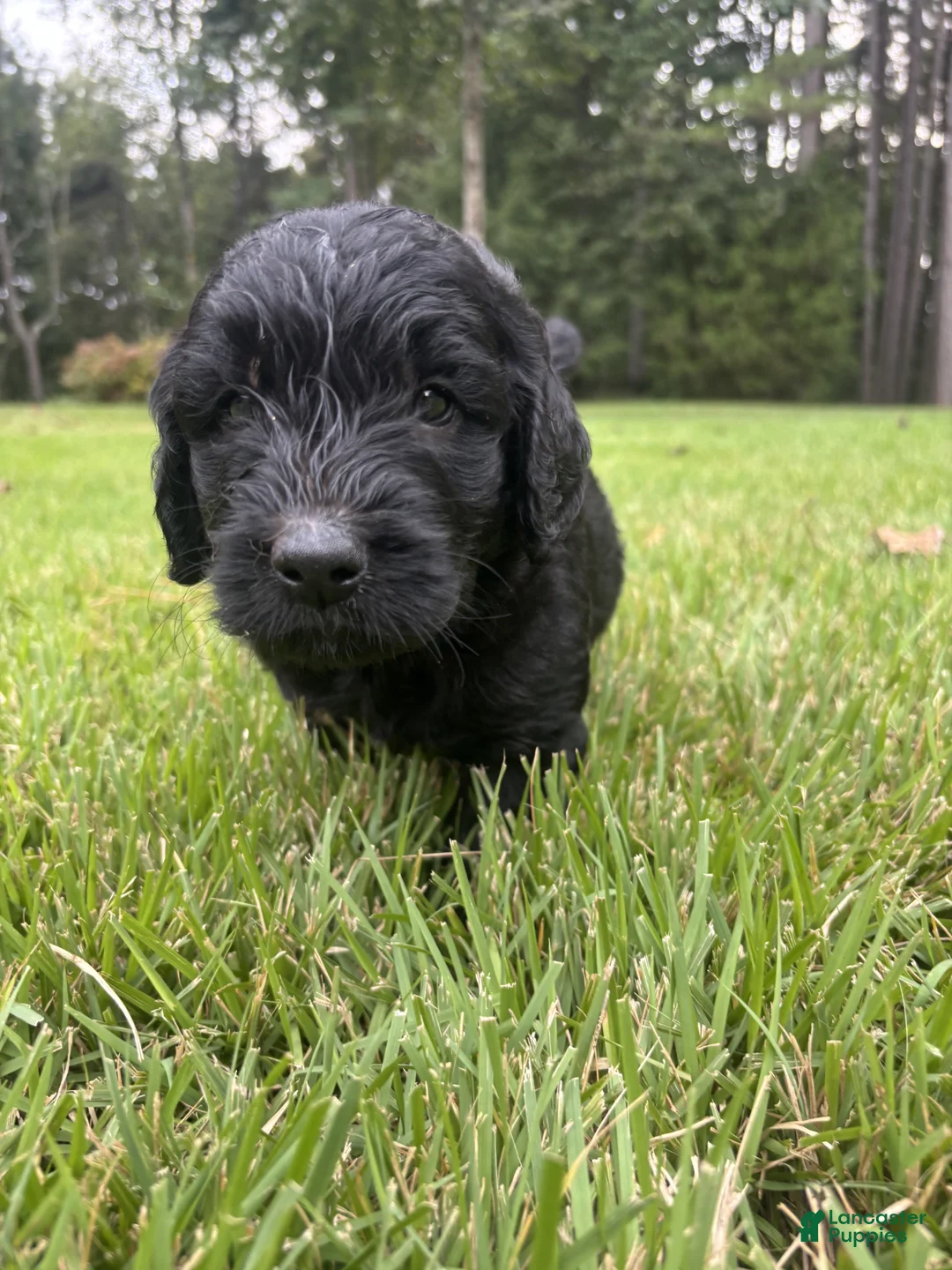 Goldendoodle dogs for sale: Coal - Ad 10
