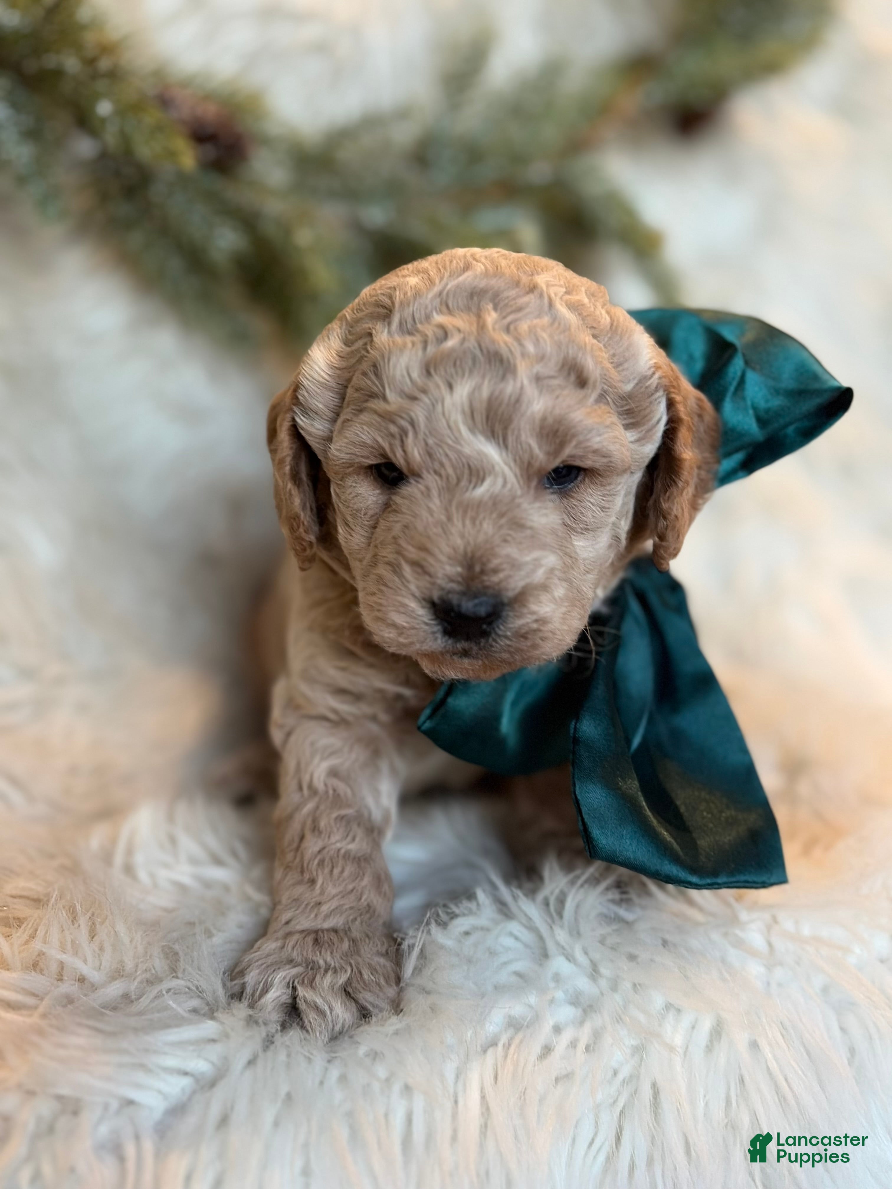 Goldendoodle dogs Bean - Ad 22