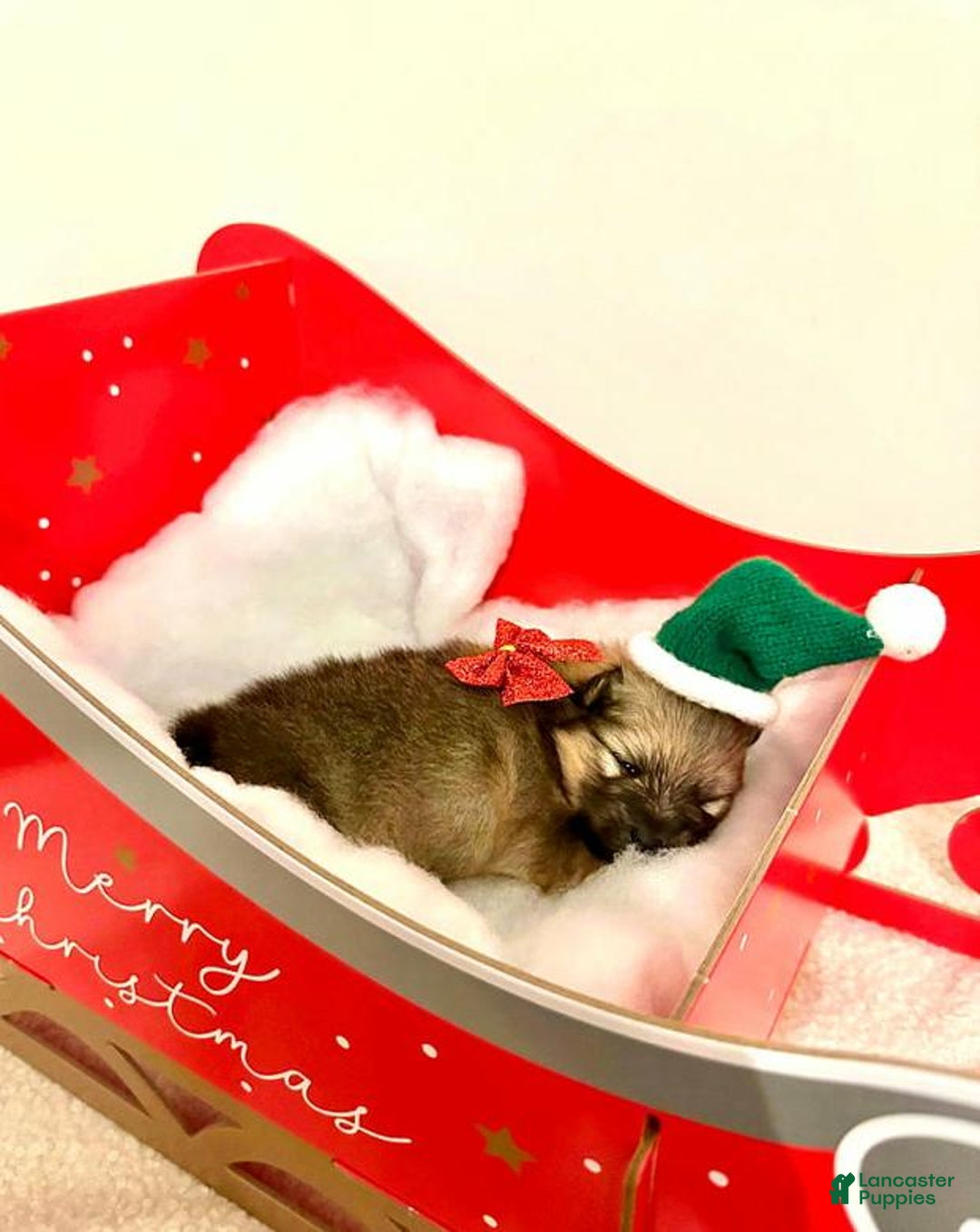 Pomeranian dogs for sale: Molly - Ad 20