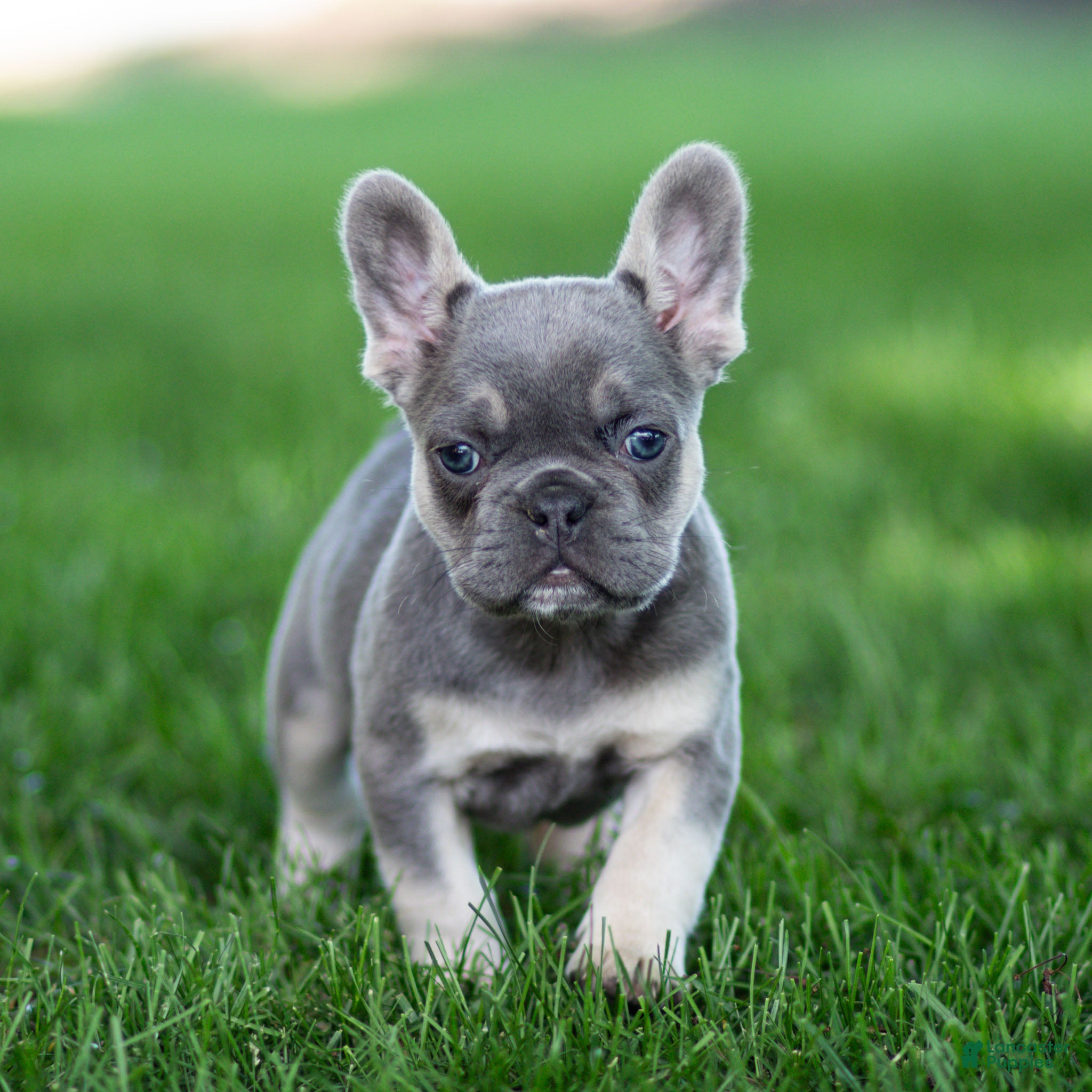 French Bulldog dogs Mandy French Bulldog Puppy  - Ad 2