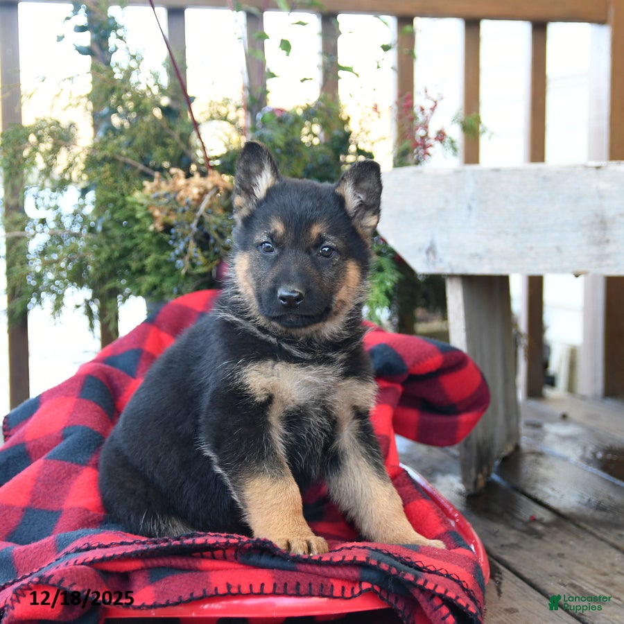 German Shepherd dogs Moose - Ad 6