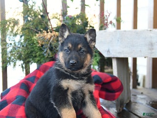 German Shepherd dogs Moose - Ad 22