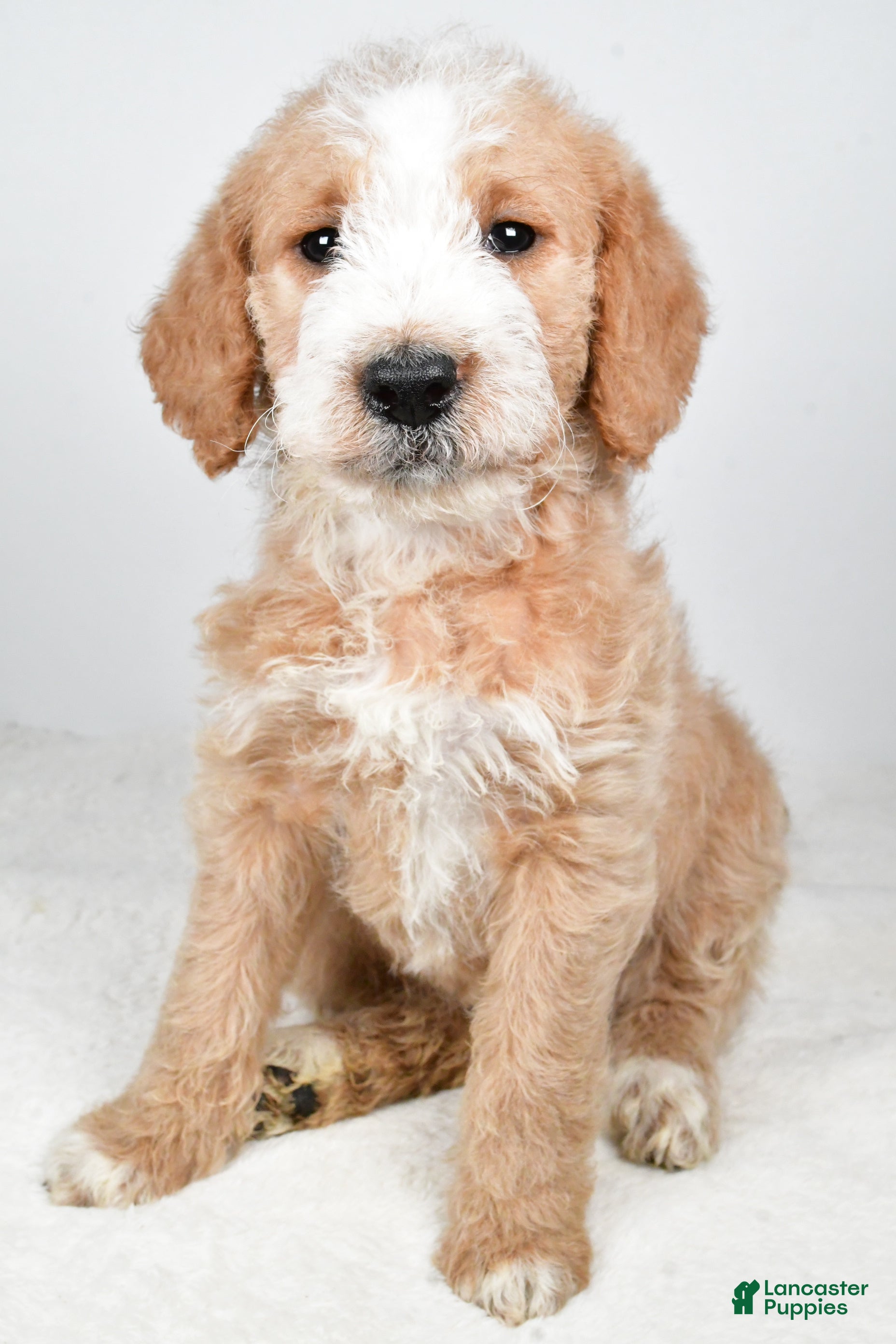 Labradoodle dogs Nova - Ad 4