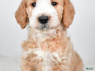 Labradoodle dogs Nova - Ad 4