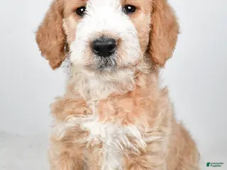 Labradoodle dogs Nova - Ad 42