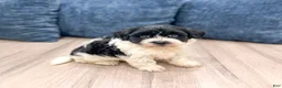 Havanese dogs for sale: Harry - Ad 4