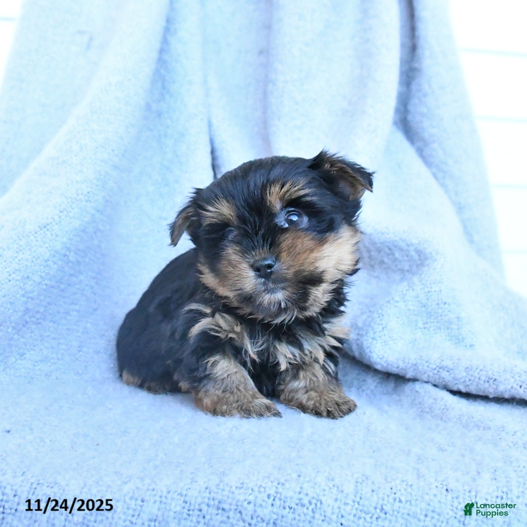 Yorkshire Terrier dogs for sale: Flora   - Ad 2