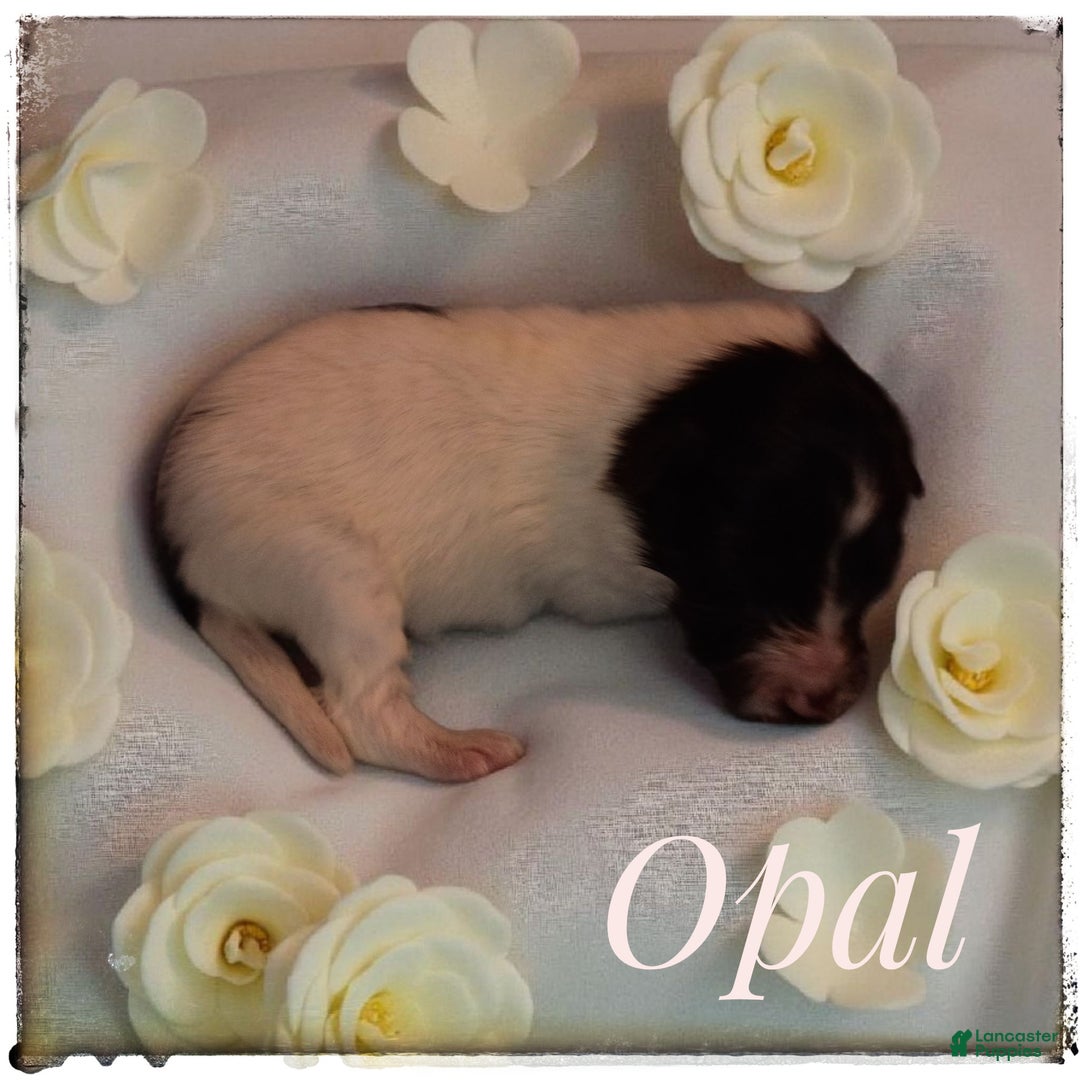 Shetland Sheepdog dogs for sale: Peridot (Perry) - Ad 7