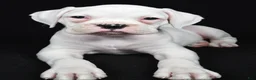 Boxer dogs for sale: Daisy - Ad 3