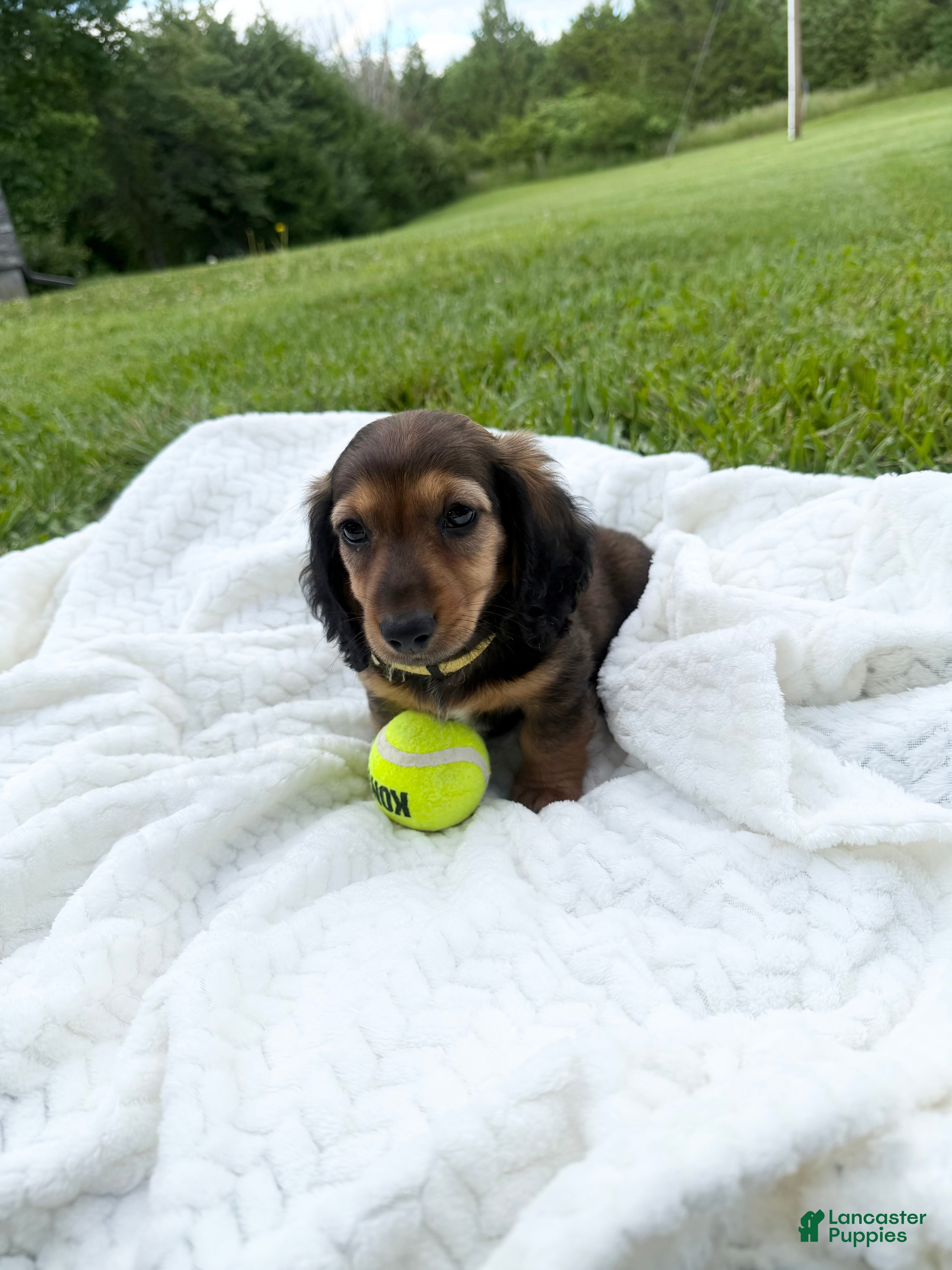 Miniature Dachshund dogs Zeke - Ad 39