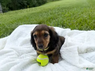 Miniature Dachshund dogs Zeke - Ad 19