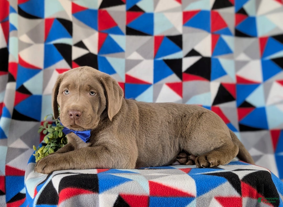 Labrador Retriever dogs for sale: Colton AKC Silver Lab - Ad 7