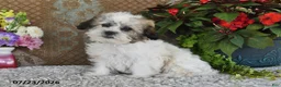Teddy Bear dogs for sale: Otis - Ad 4
