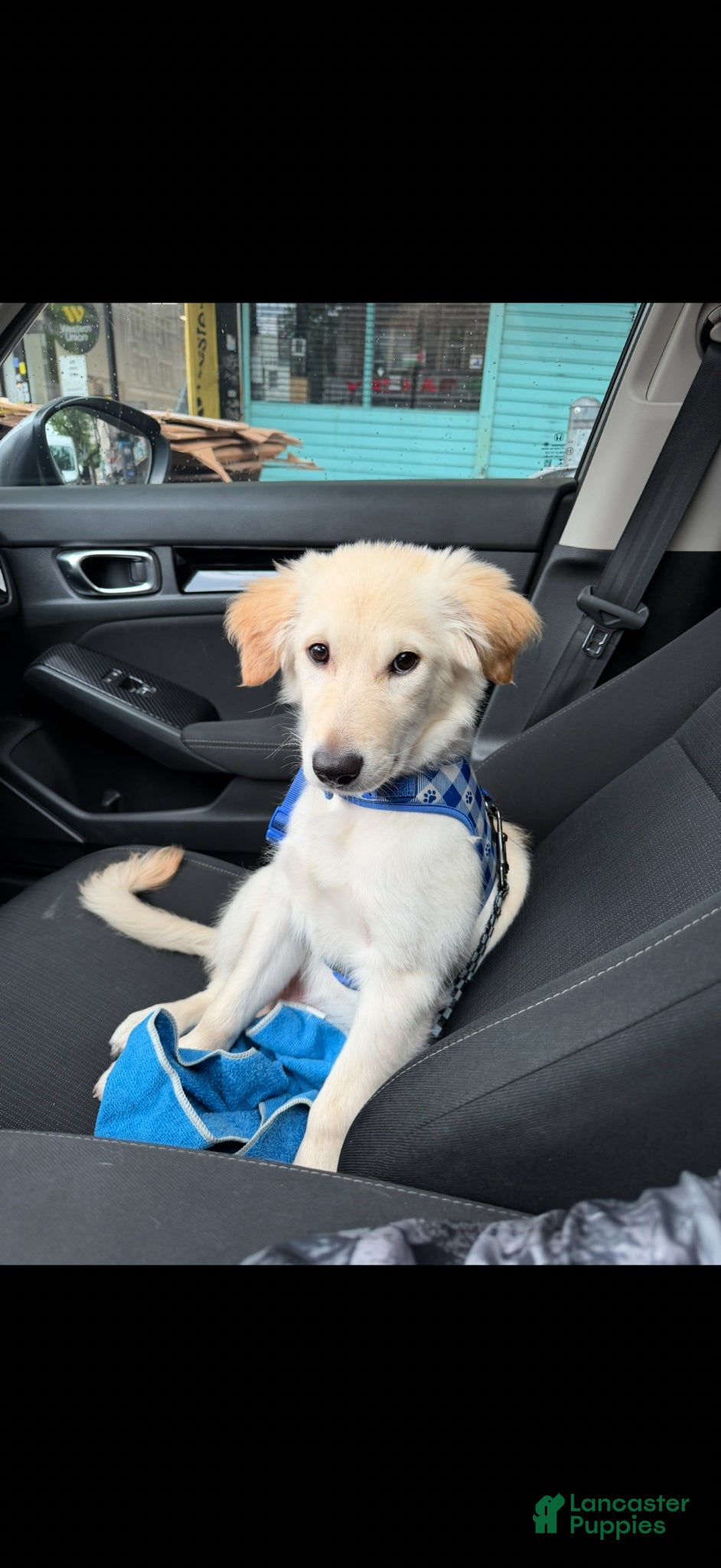 Golden Retriever dogs Golden Retriever Puppy 8 - Ad 4