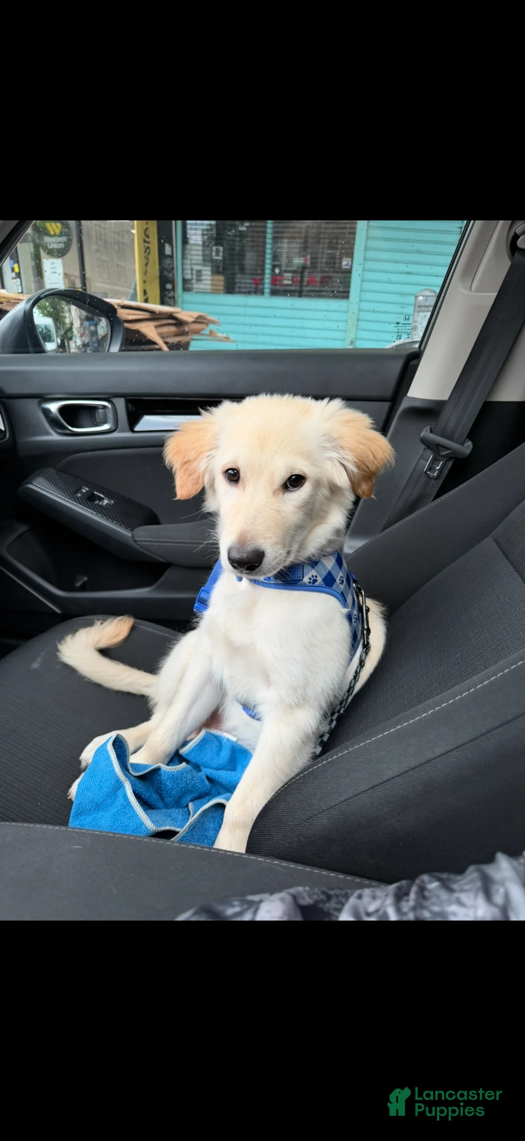 Golden Retriever dogs for sale: Golden Retriever Puppy 8 - Ad 1