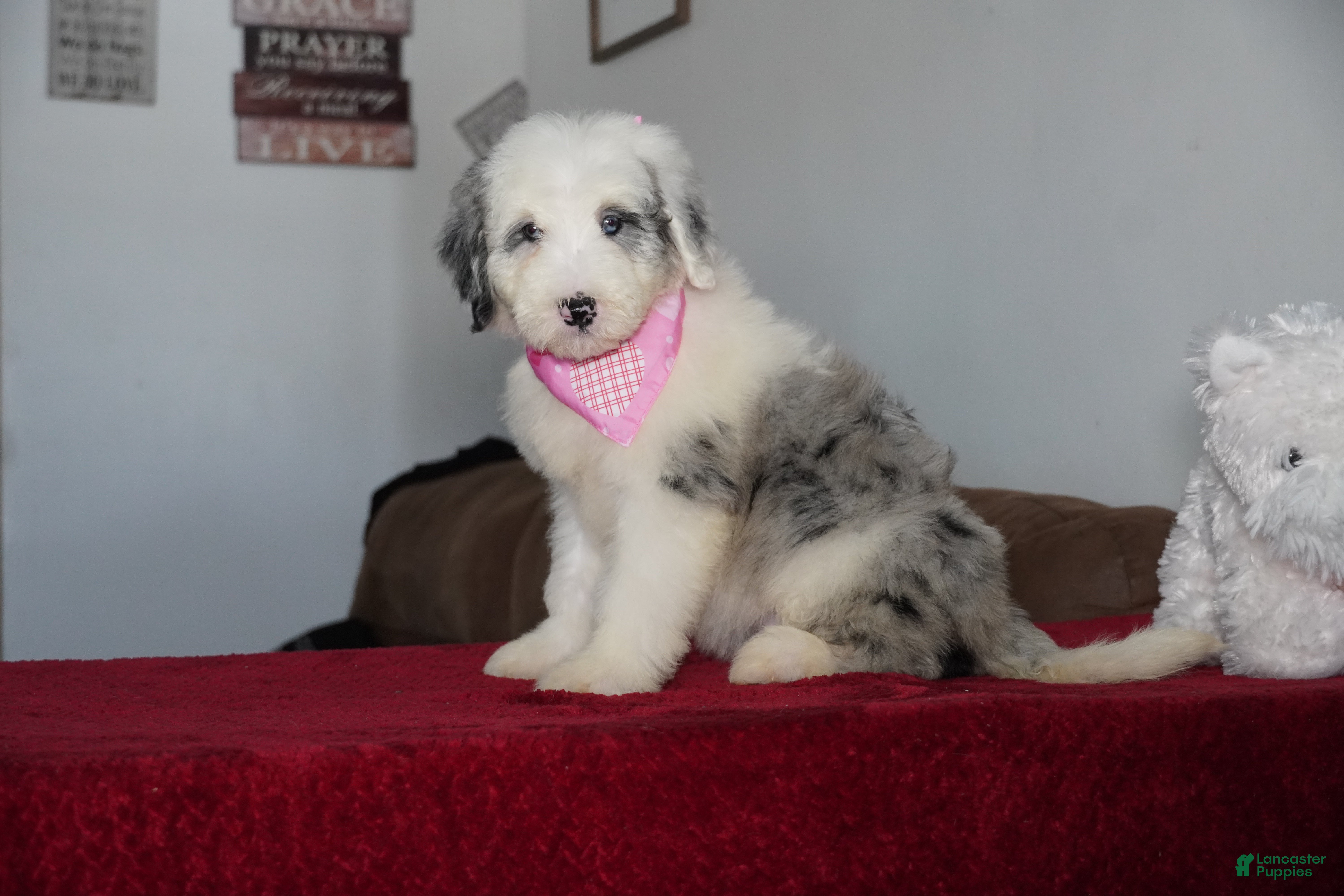 Sheepadoodle dogs Lily - Ad 20