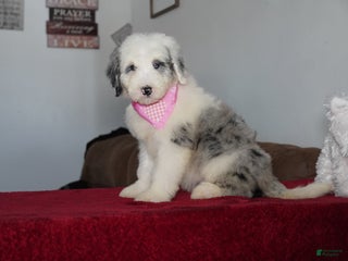 Sheepadoodle dogs Lily - Ad 11
