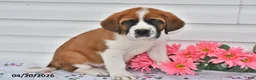 Saint Bernard dogs for sale: Buddy - Ad 3