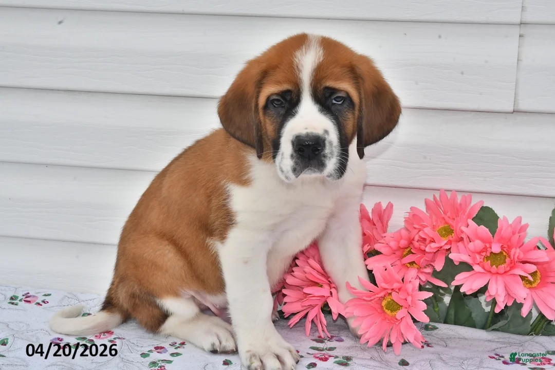 Saint Bernard dogs for sale: Buddy - Ad 3
