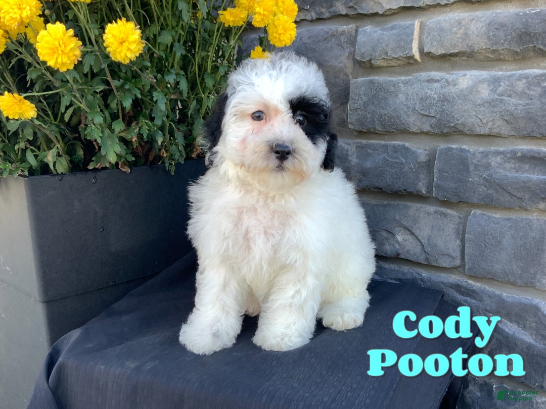 Mixed Breed dogs for sale: Cody - Ad 1