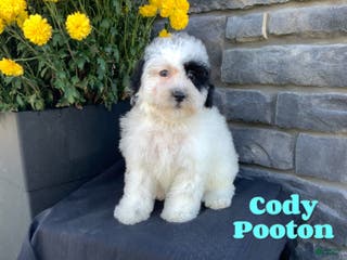 Mixed Breed dogs Cody - Ad 4