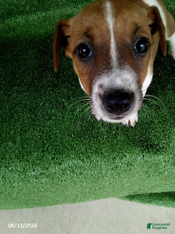 Jack Russell Terrier dogs Molly - Ad 1
