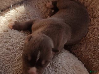 Siberian Husky dogs Siberian Husky Puppy 3 - Ad 6