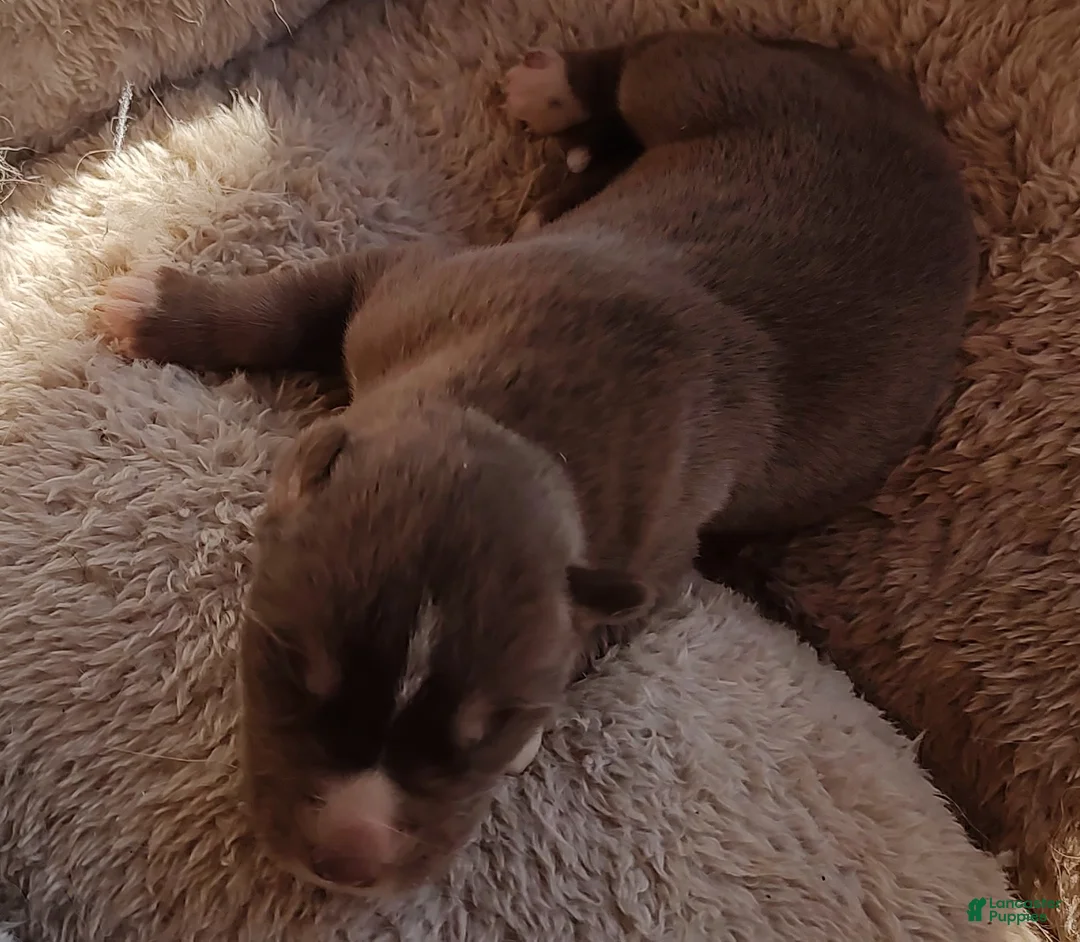 Siberian Husky dogs for sale: Siberian Husky Puppy 3 - Ad 16