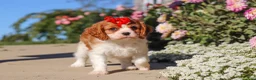 Cavalier King Charles Spaniel dogs for sale: Maggie - Ad 3