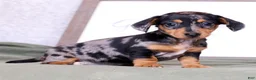 Miniature Dachshund dogs for sale: Lilla - Ad 6
